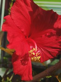 Close-up of red flower