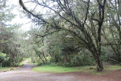 Road amidst trees in forest