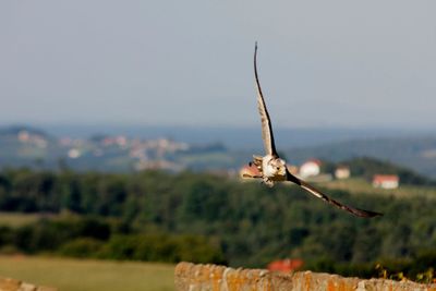 Hawk flying on field against sky