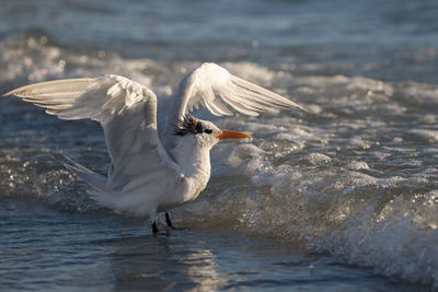 Close-up of seagull on lake