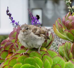 Close-up of bird on plant