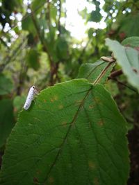 Close-up of insect on leaves