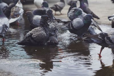 Close-up of birds in lake