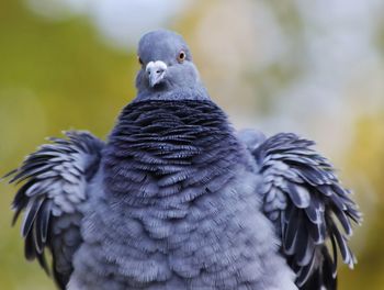 Close-up of pigeon