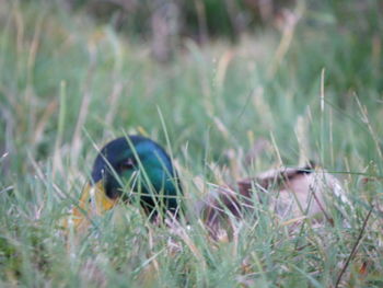 View of bird on grass