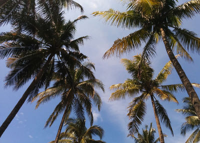 Low angle view of palm trees against blue sky