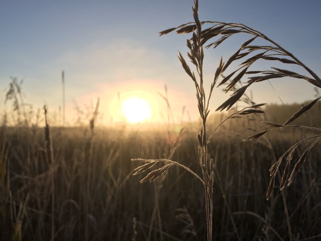 sunset, sun, growth, plant, nature, sky, beauty in nature, tranquility, field, grass, focus on foreground, sunlight, tranquil scene, close-up, scenics, silhouette, stem, growing, lens flare, idyllic