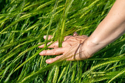 Cropped hand of woman on grass