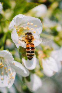 Close-up of bee on white flower