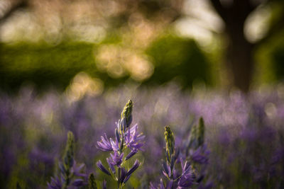 Close-up of purple flowering plants on field