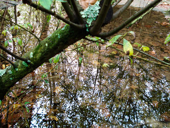 Reflection of trees in water