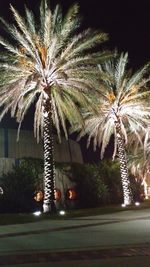 Low angle view of palm trees against sky