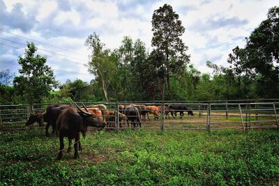 Buffalos standing on field against sky