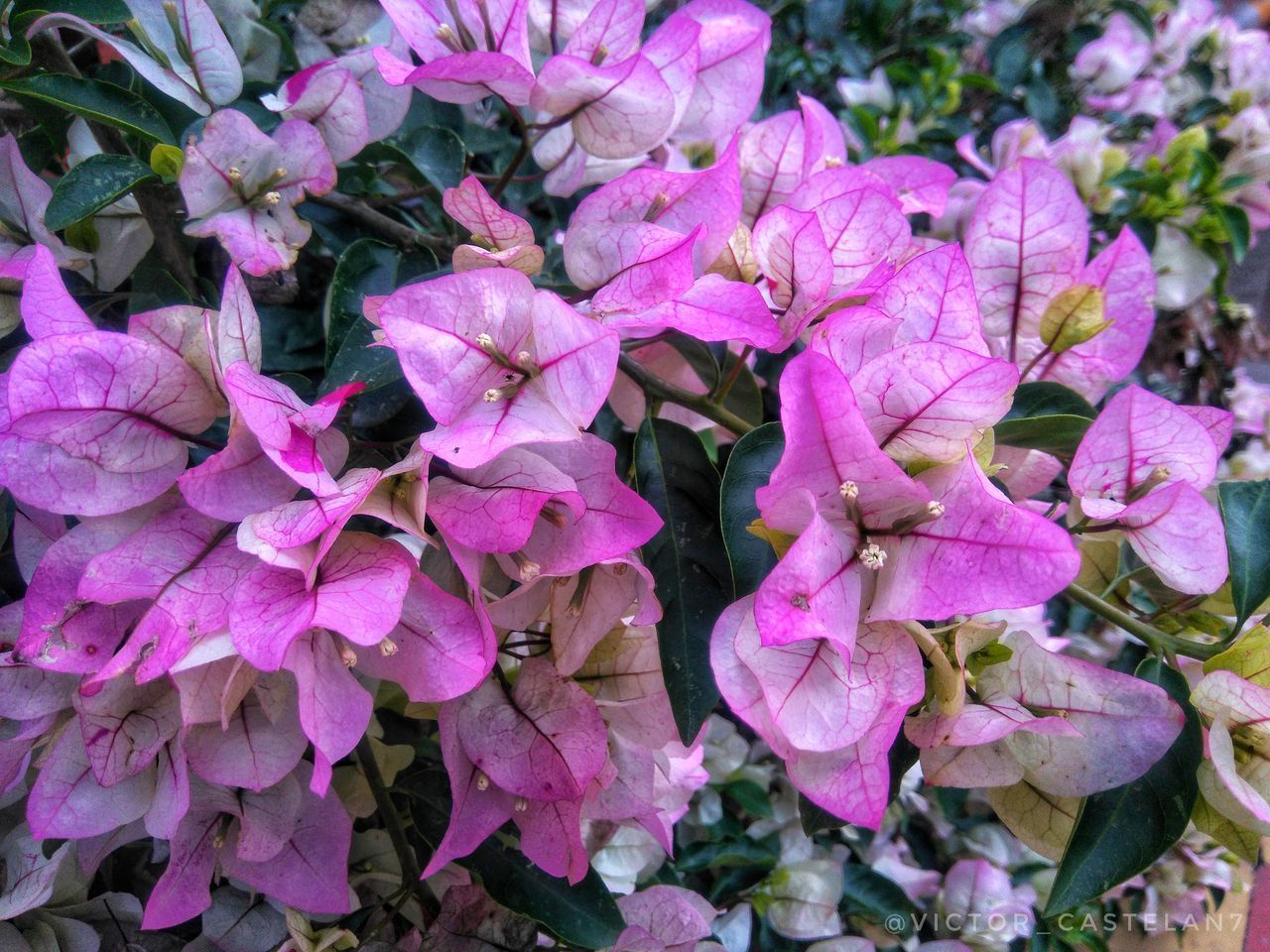 FULL FRAME SHOT OF PINK FLOWERING PLANTS