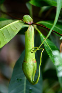 Close-up of plant