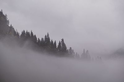 Trees in forest against sky during foggy weather