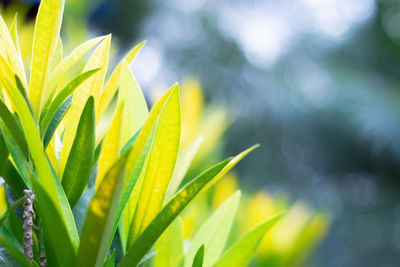 Close-up of fresh green leaves on plant