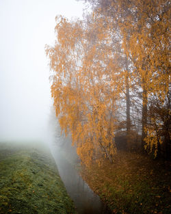 Trees on landscape during autumn