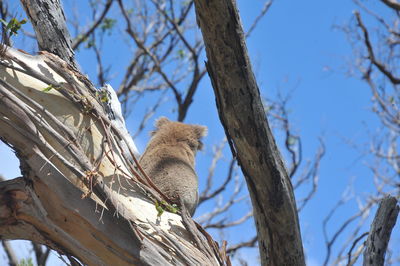 Low angle view of squirrel on tree