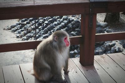 Monkey sitting on wooden railing