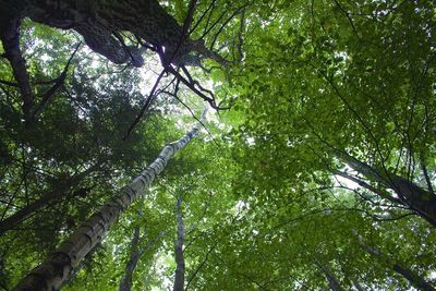 Low angle view of trees
