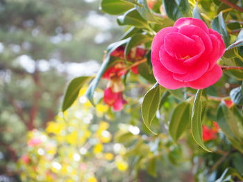 Close-up of flower blooming outdoors