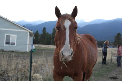 Horse standing in ranch