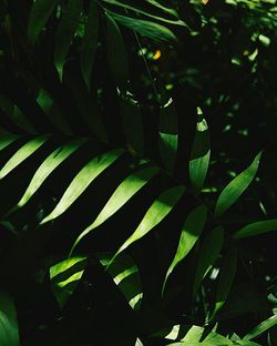 Close-up of fresh green leaves