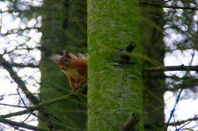 Low angle view of squirrel on tree