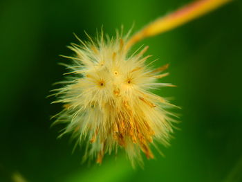 Close-up of white flower plant