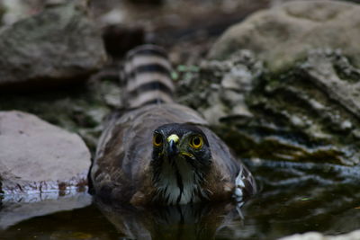 Close-up of bird