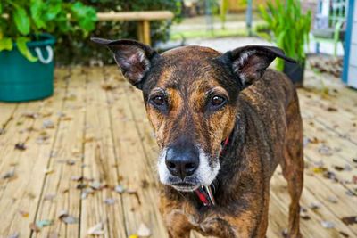 Close-up portrait of a dog