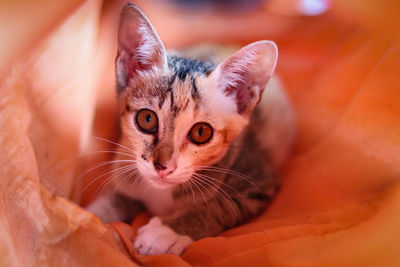 Close-up portrait of cute kitten