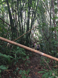 Bamboo trees in forest