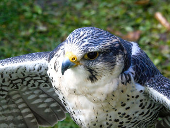 Close-up of owl perching outdoors