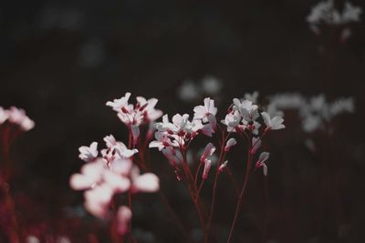 Close-up of pink flowers blooming on tree