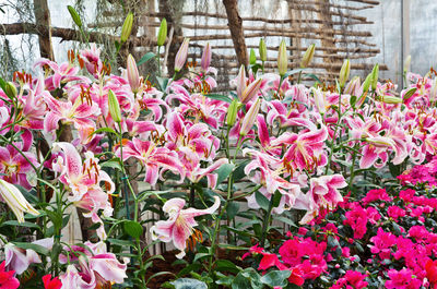 Close-up of pink flowering plants