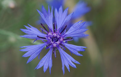 Close-up of purple flower blooming outdoors