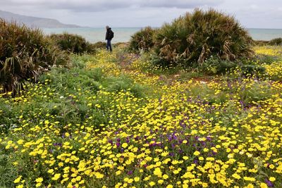 Man and yellow flowering plants on field against sky