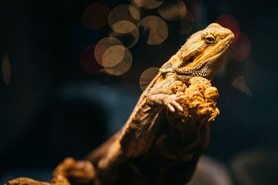 Close-up of a lizard