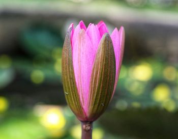 Close-up of pink water lily