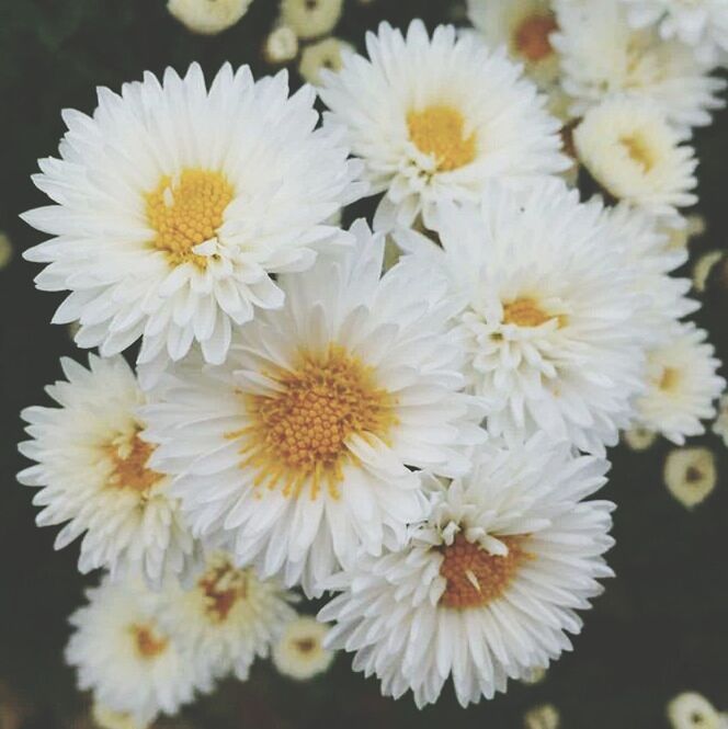 flower, freshness, petal, fragility, white color, flower head, beauty in nature, growth, close-up, nature, focus on foreground, blooming, pollen, high angle view, selective focus, in bloom, blossom, plant, no people, day