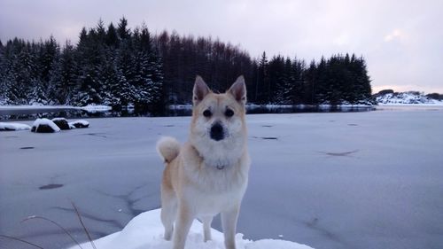 Dog on snow covered land