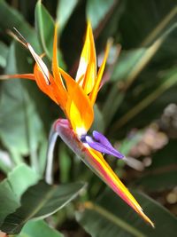 Close-up of orange flower