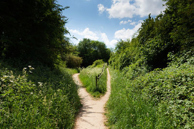 Footpath amidst trees and plants against sky