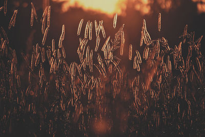 Full frame shot of crops on field during sunset