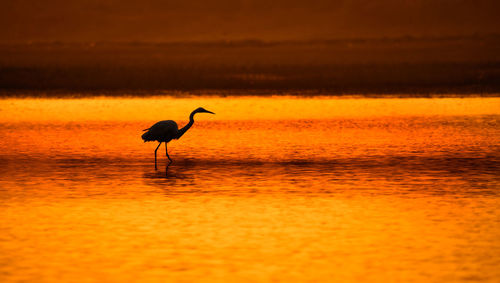 Silhouette bird on beach against sky during sunset