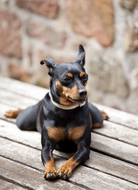 Portrait of dog sitting on wood