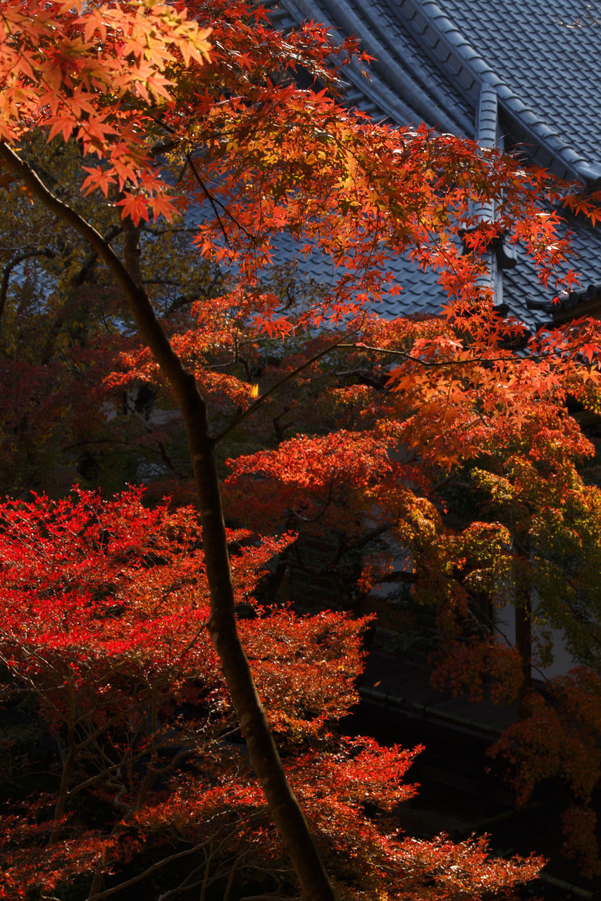 tree, autumn, change, orange color, growth, season, nature, beauty in nature, branch, flower, red, tranquility, built structure, park - man made space, outdoors, plant, no people, leaf, day, sunlight