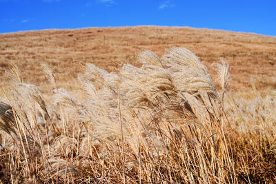 View of silver grasses on the hill in jeju island, south korea